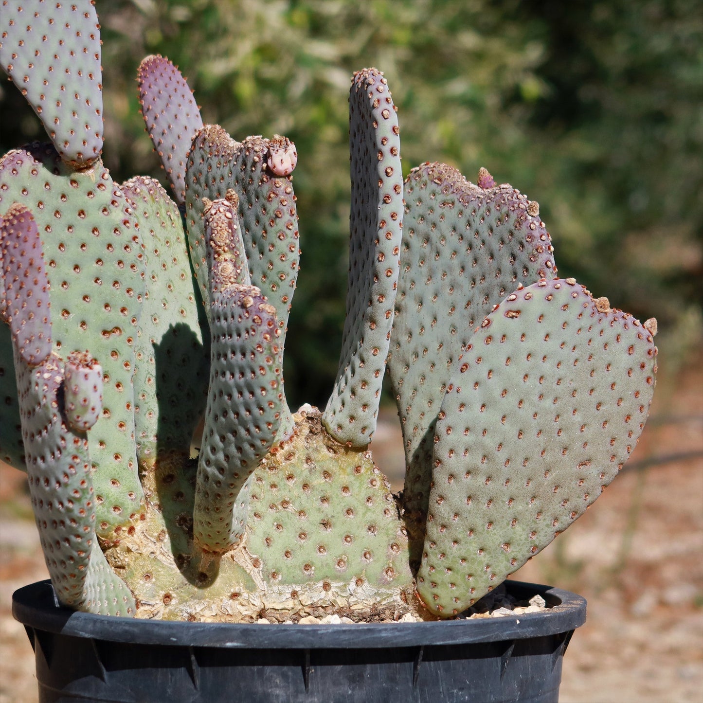 Beavertail Cactus 'Opuntia basilaris'