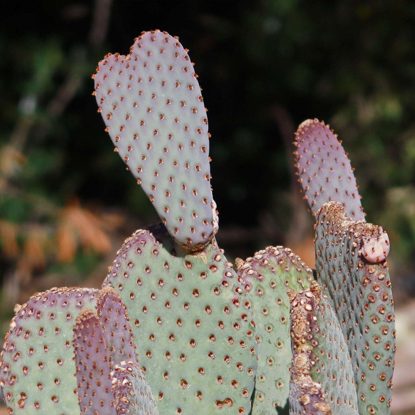 Beavertail Cactus 'Opuntia basilaris'