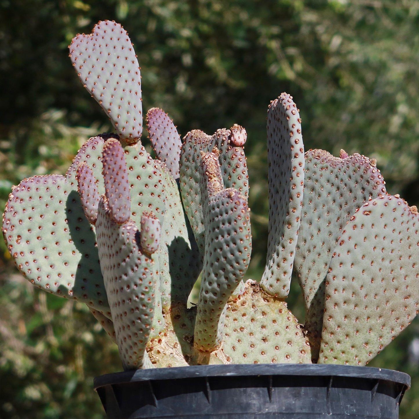 Beavertail Cactus 'Opuntia basilaris'