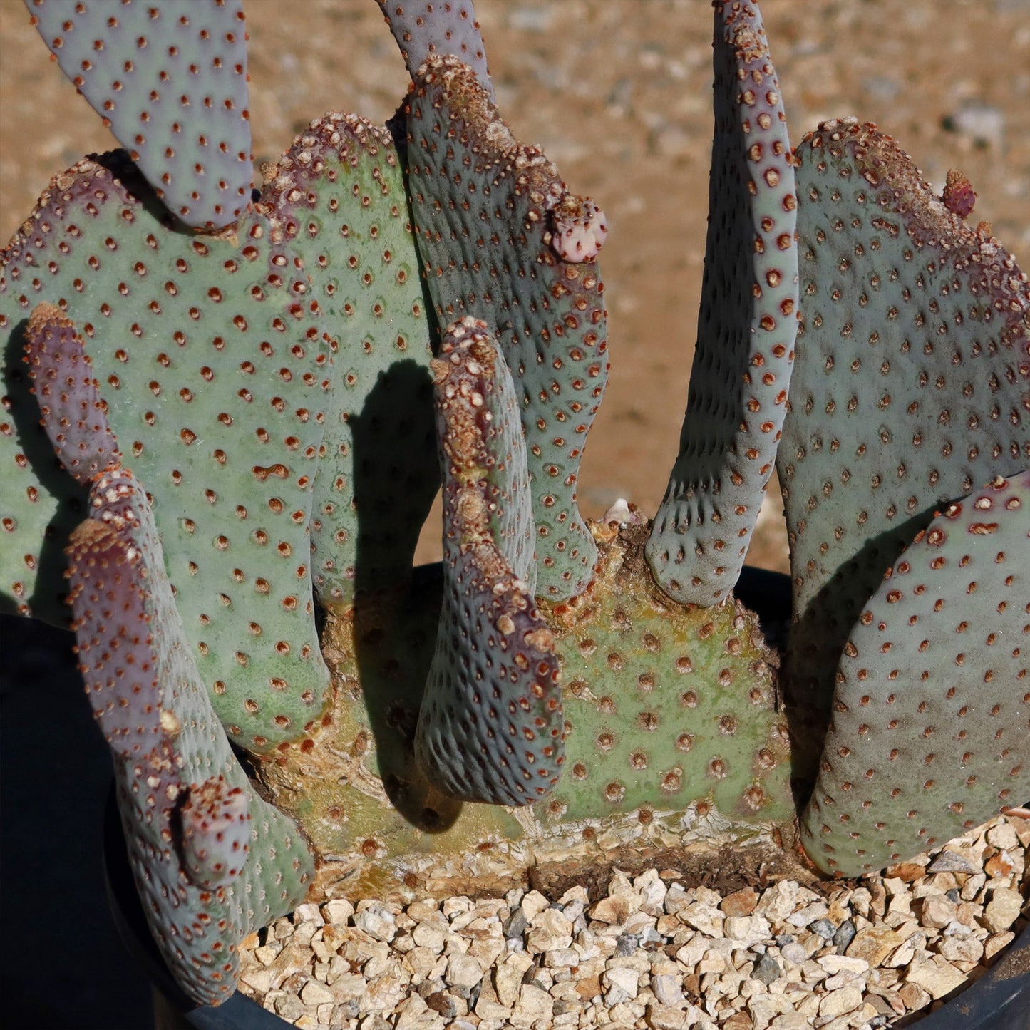 Beavertail Cactus 'Opuntia basilaris'