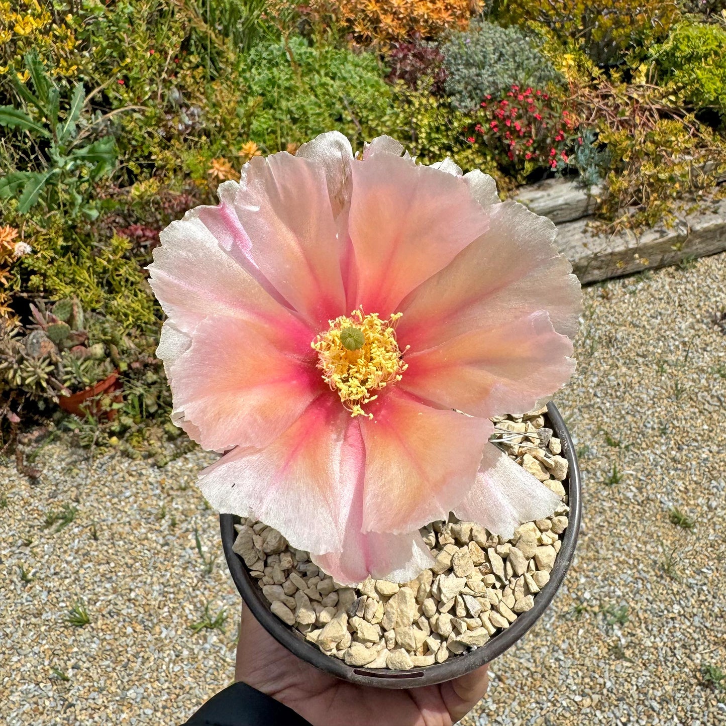 Opuntia Party Favor