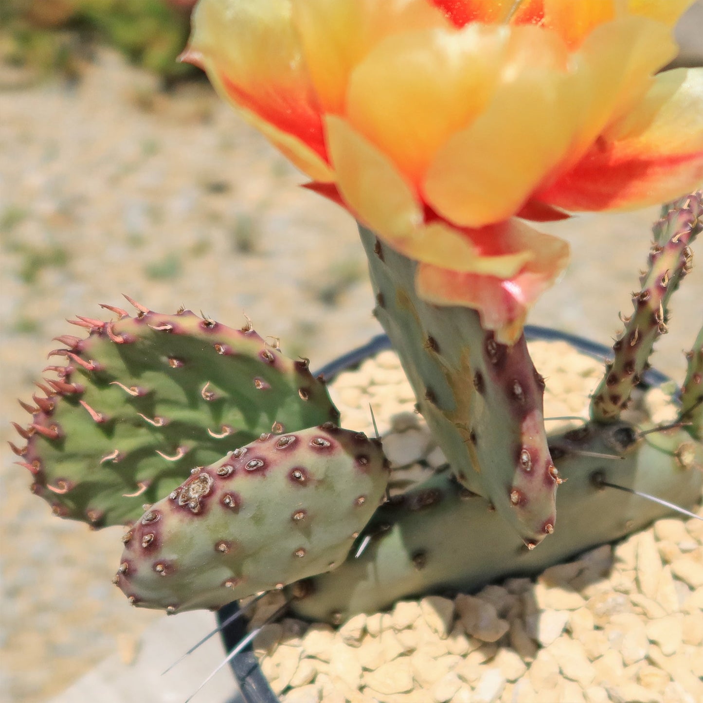 Opuntia 'Amethyst Wave'
