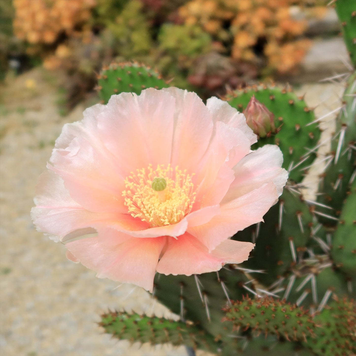 Cold Hardy Cactus ‘Opuntia Piña Colada’