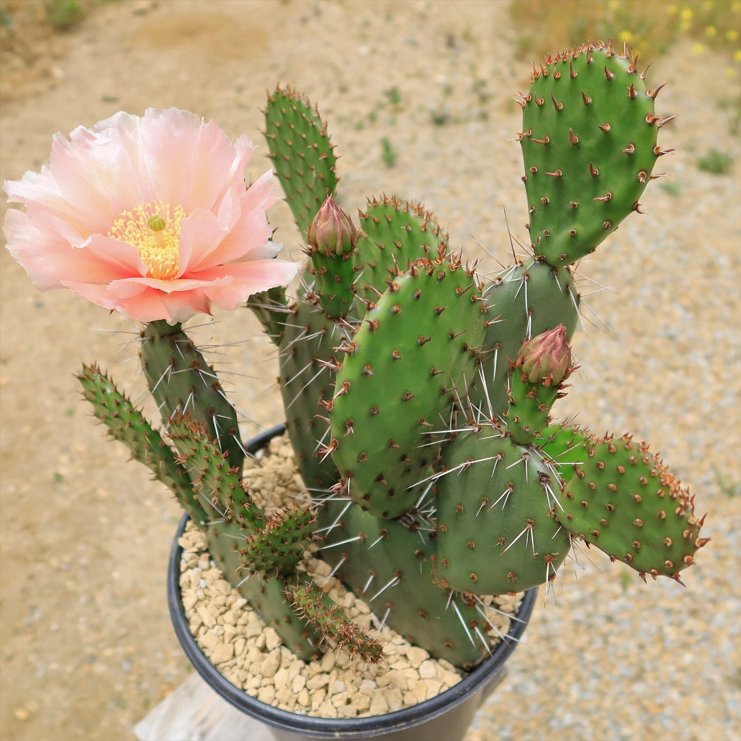 Cold Hardy Cactus ‘Opuntia Piña Colada’