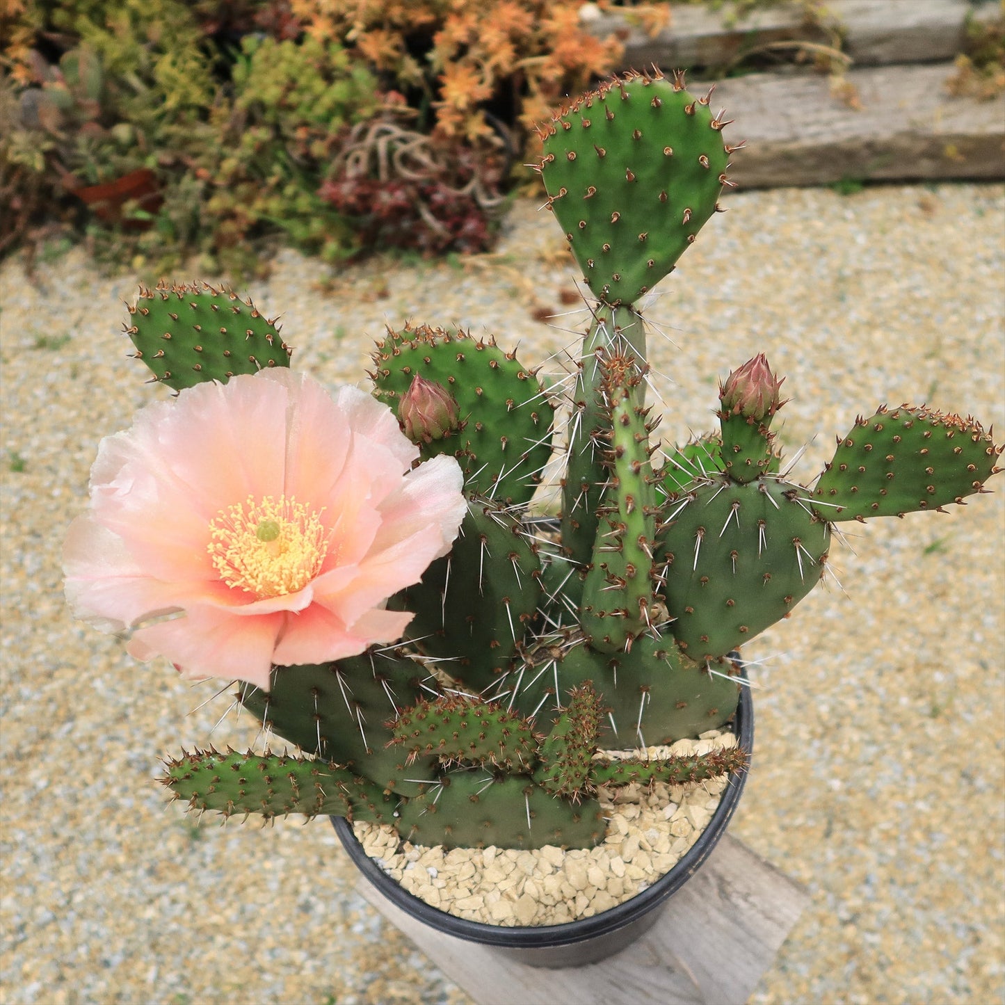 Cold Hardy Cactus ‘Opuntia Piña Colada’