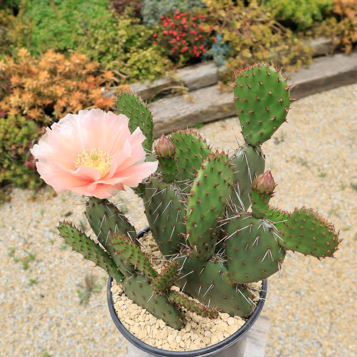 Cold Hardy Cactus ‘Opuntia Piña Colada’