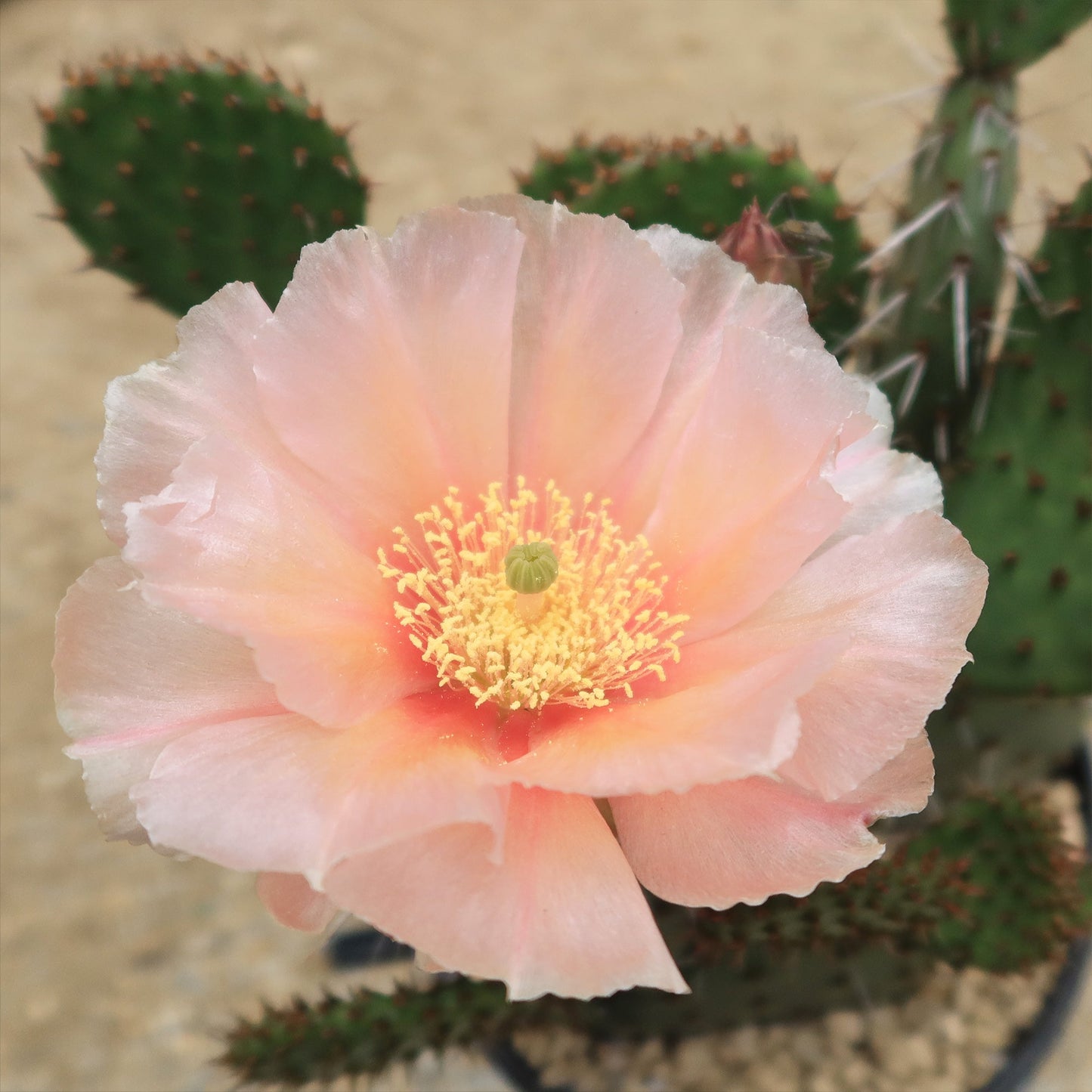 Cold Hardy Cactus ‘Opuntia Piña Colada’