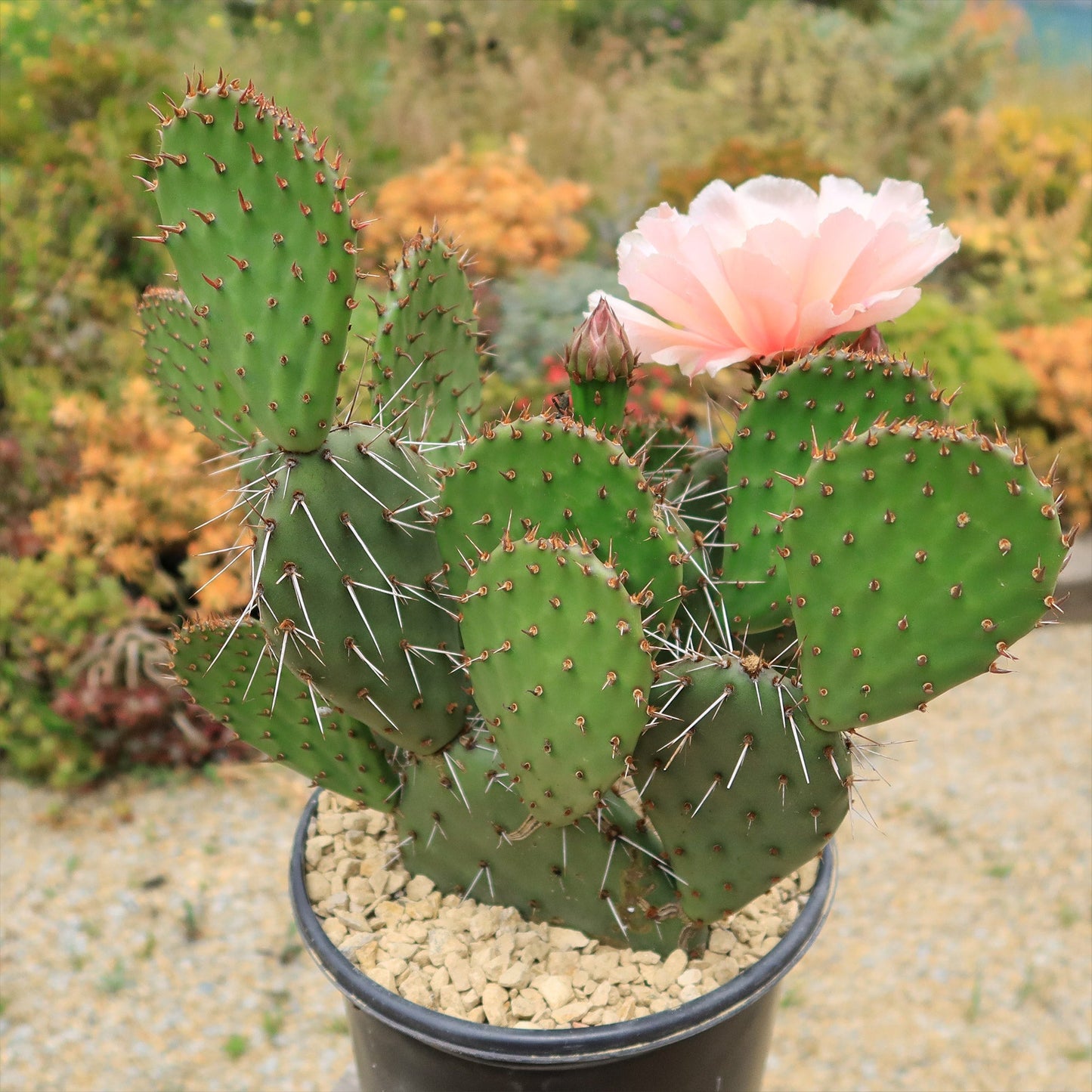 Cold Hardy Cactus ‘Opuntia Piña Colada’