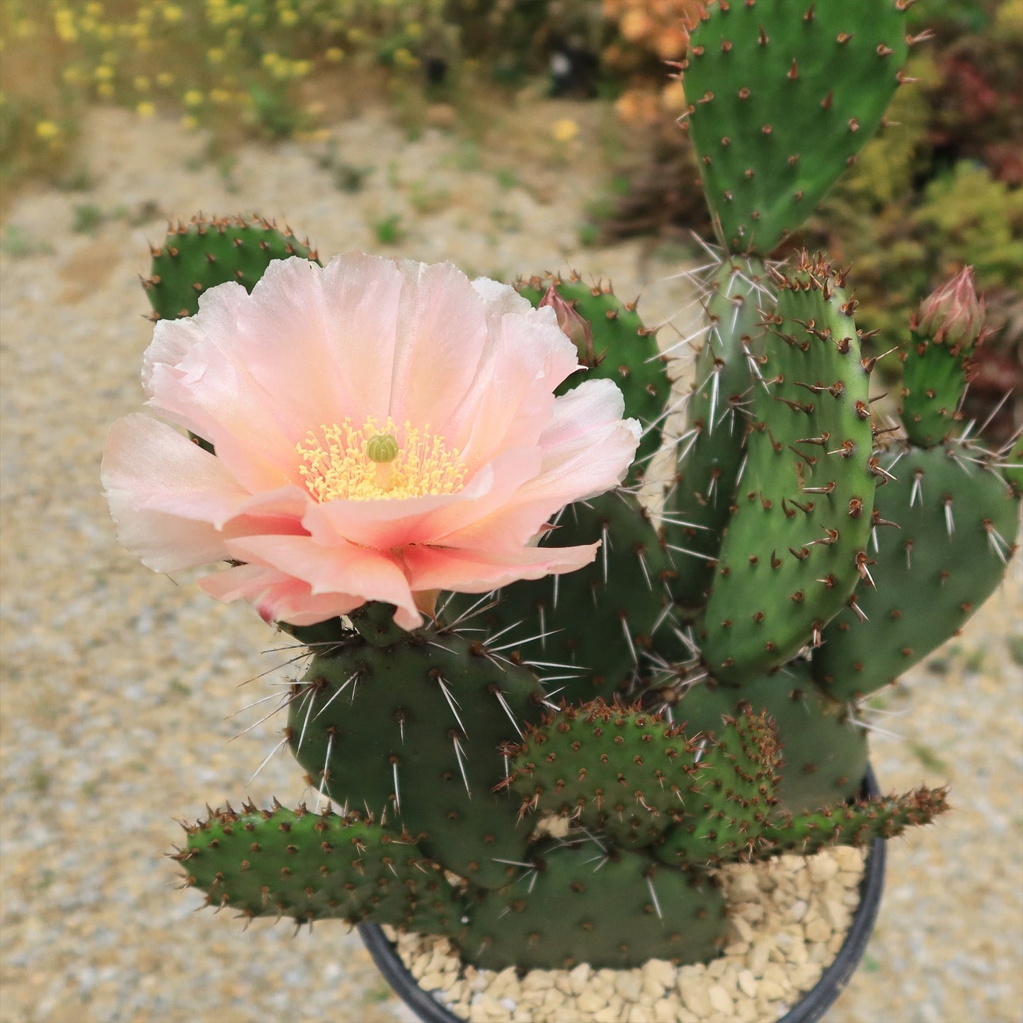 Cold Hardy Cactus ‘Opuntia Piña Colada’