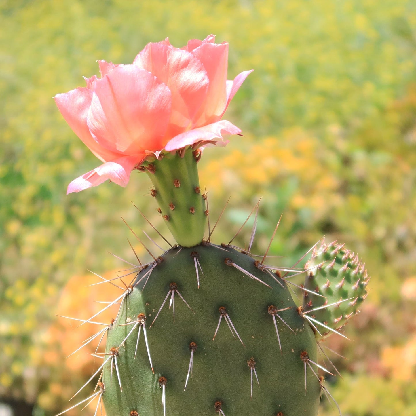 Cold Hardy Cactus ‘Opuntia Piña Colada’