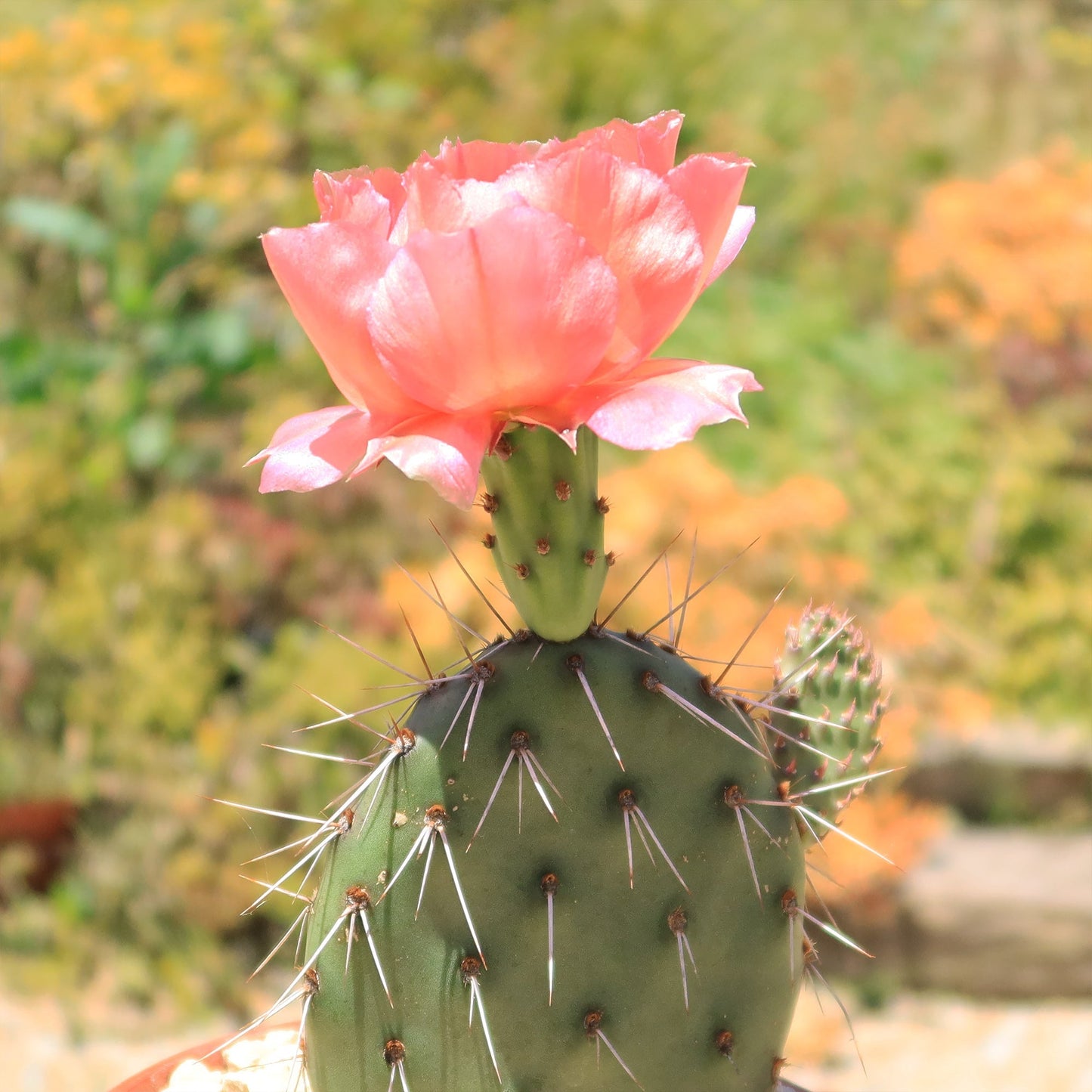 Cold Hardy Cactus ‘Opuntia Piña Colada’