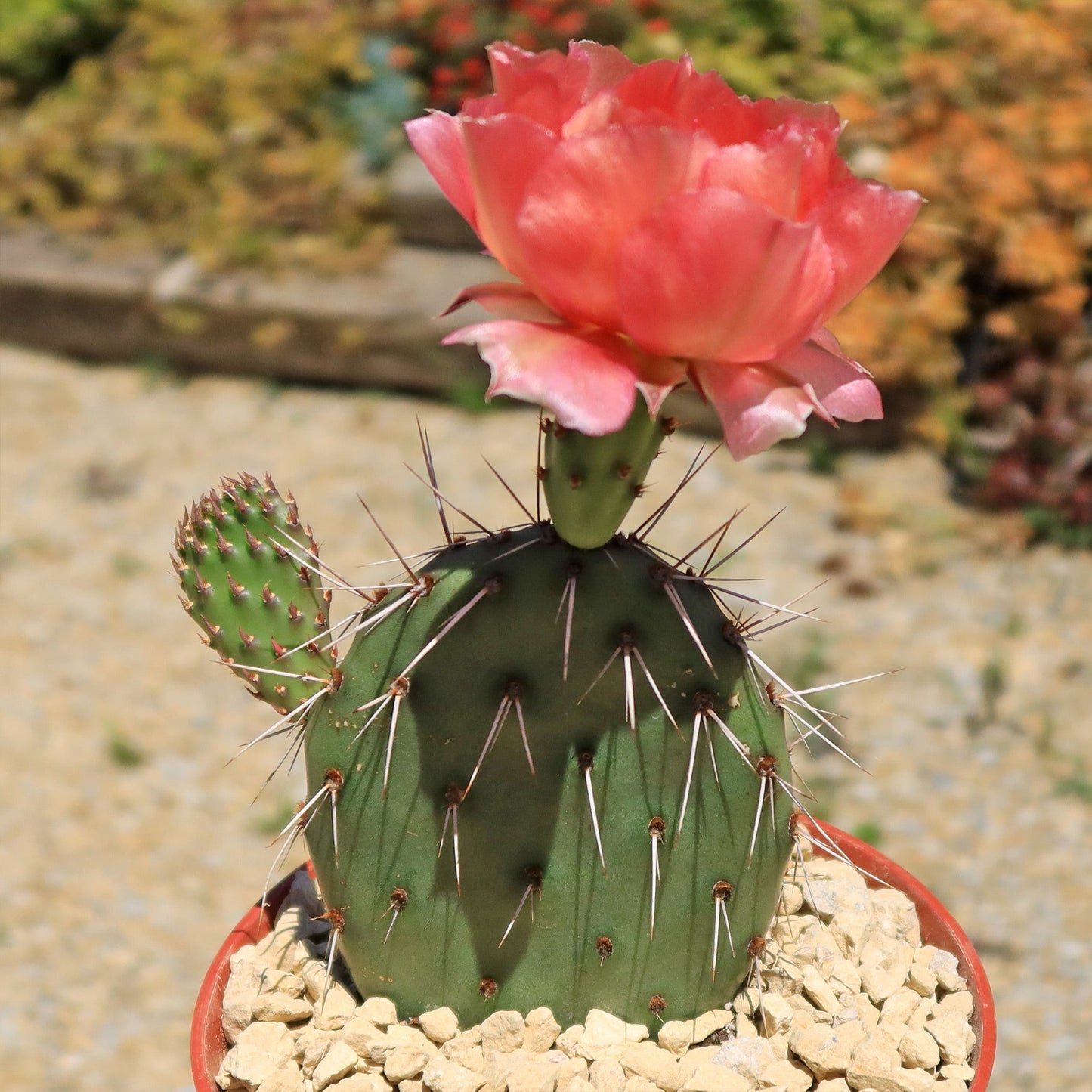 Cold Hardy Cactus ‘Opuntia Piña Colada’