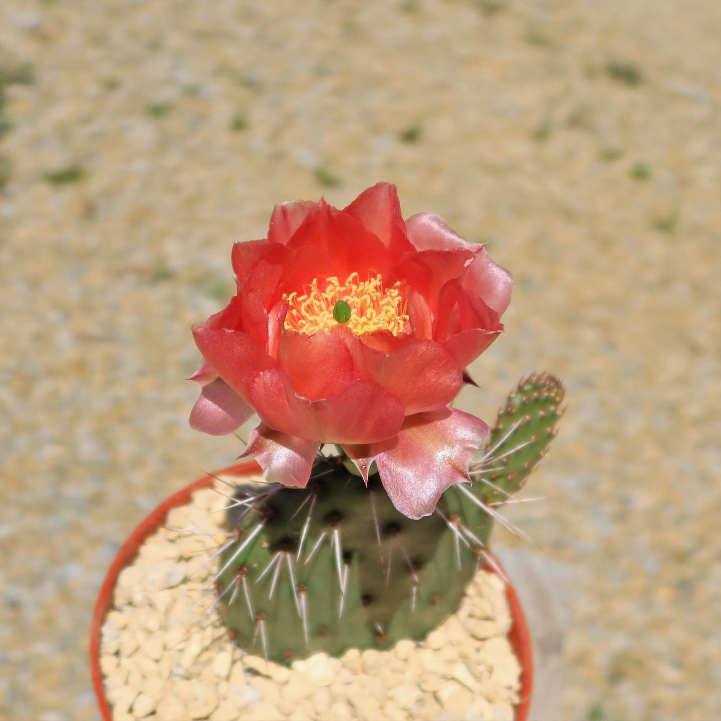 Cold Hardy Cactus ‘Opuntia Piña Colada’