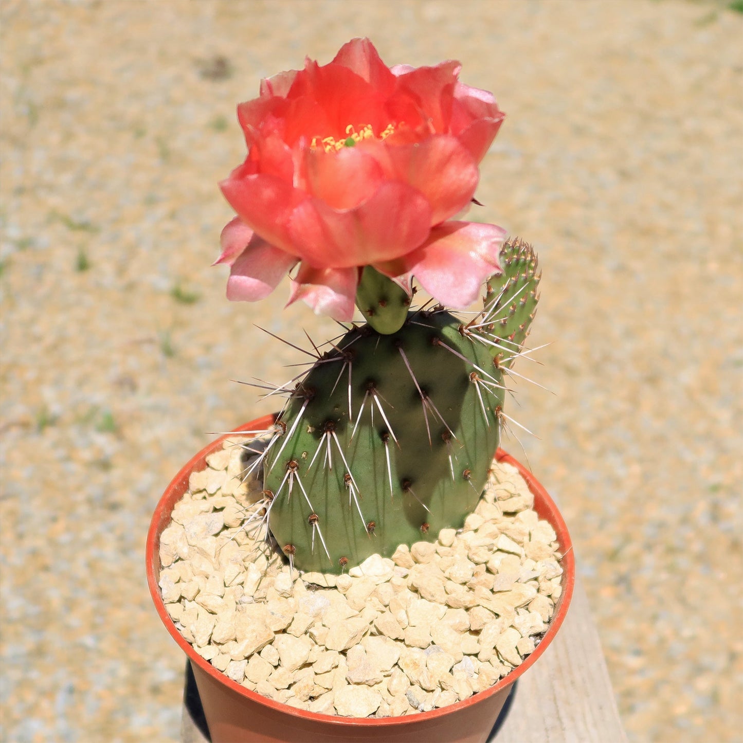 Cold Hardy Cactus ‘Opuntia Piña Colada’