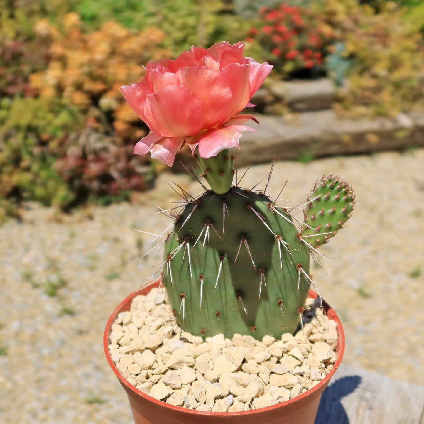 Cold Hardy Cactus ‘Opuntia Piña Colada’