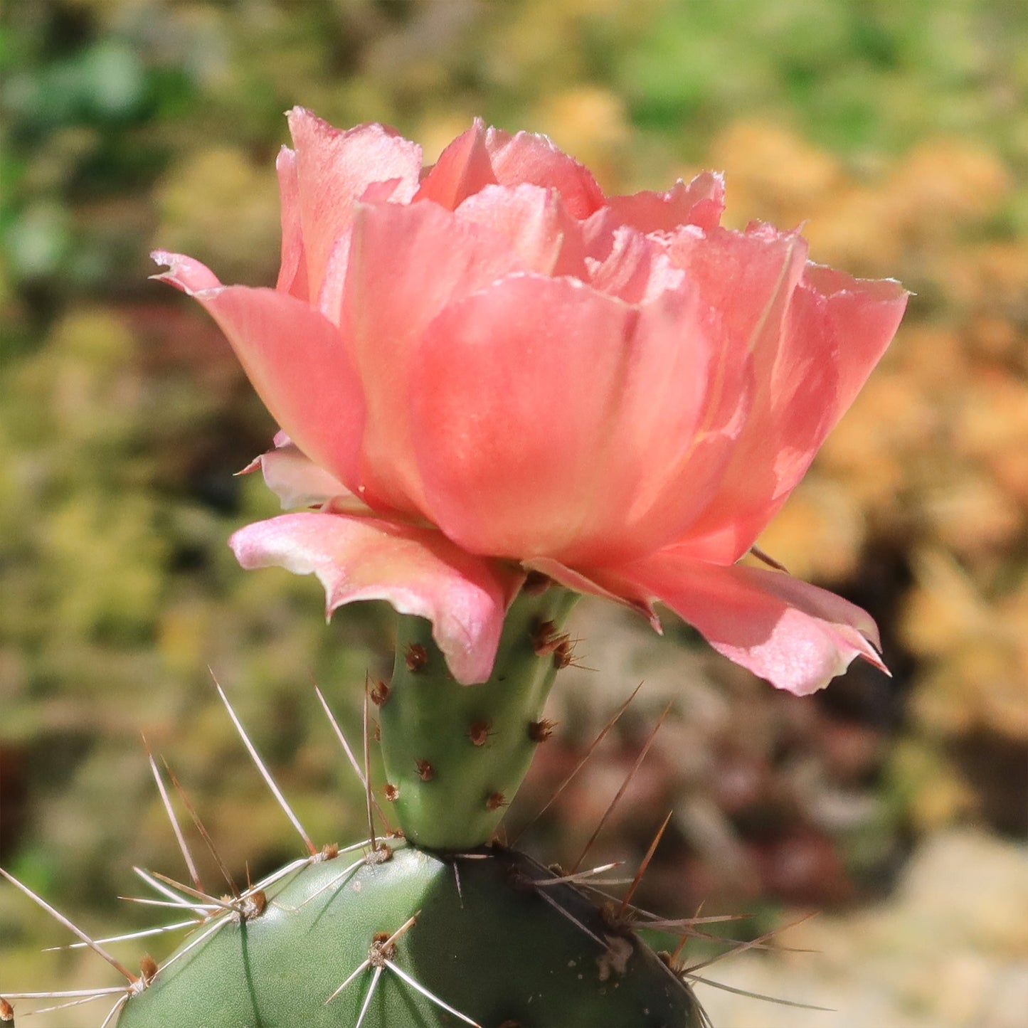 Cold Hardy Cactus ‘Opuntia Piña Colada’