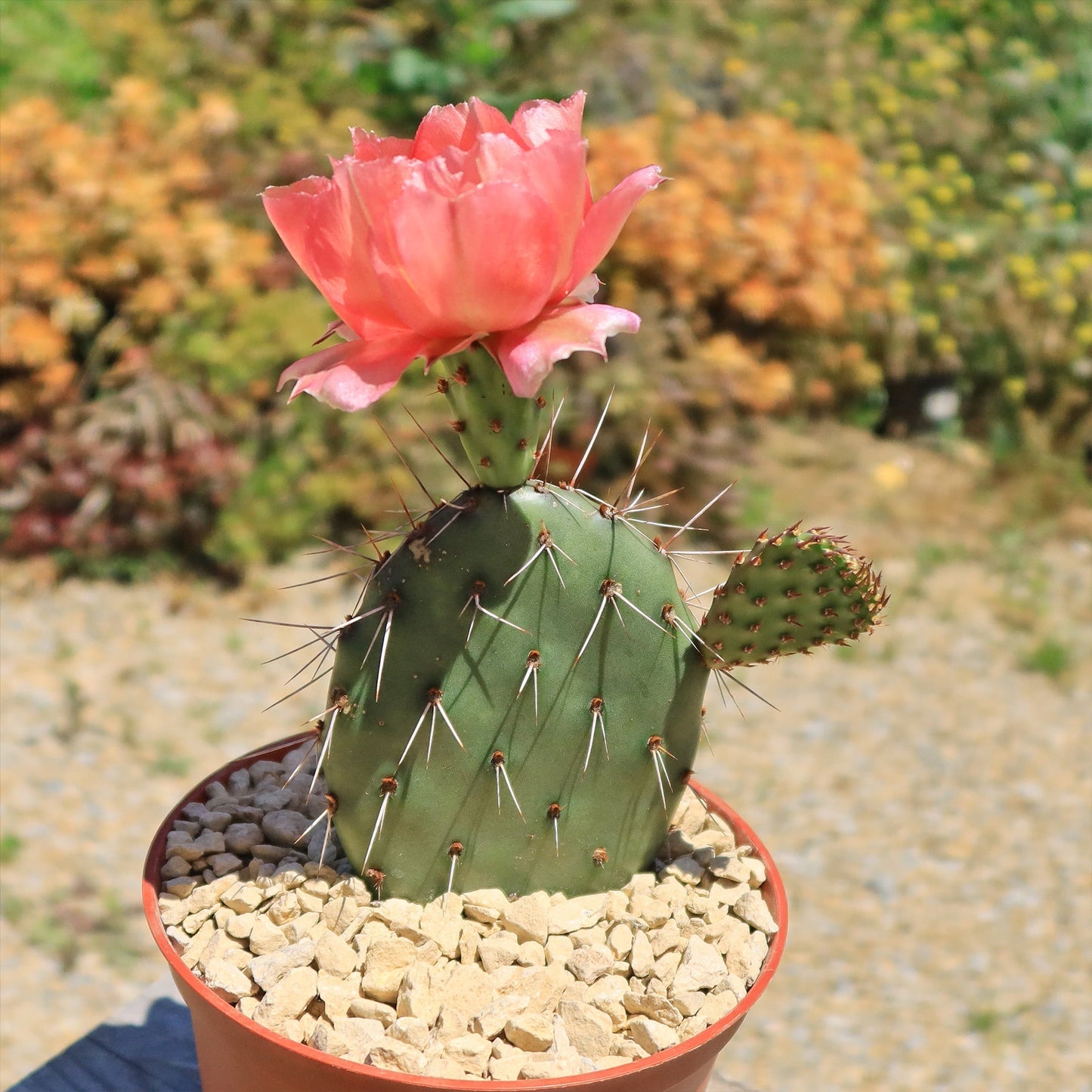 Cold Hardy Cactus ‘Opuntia Piña Colada’