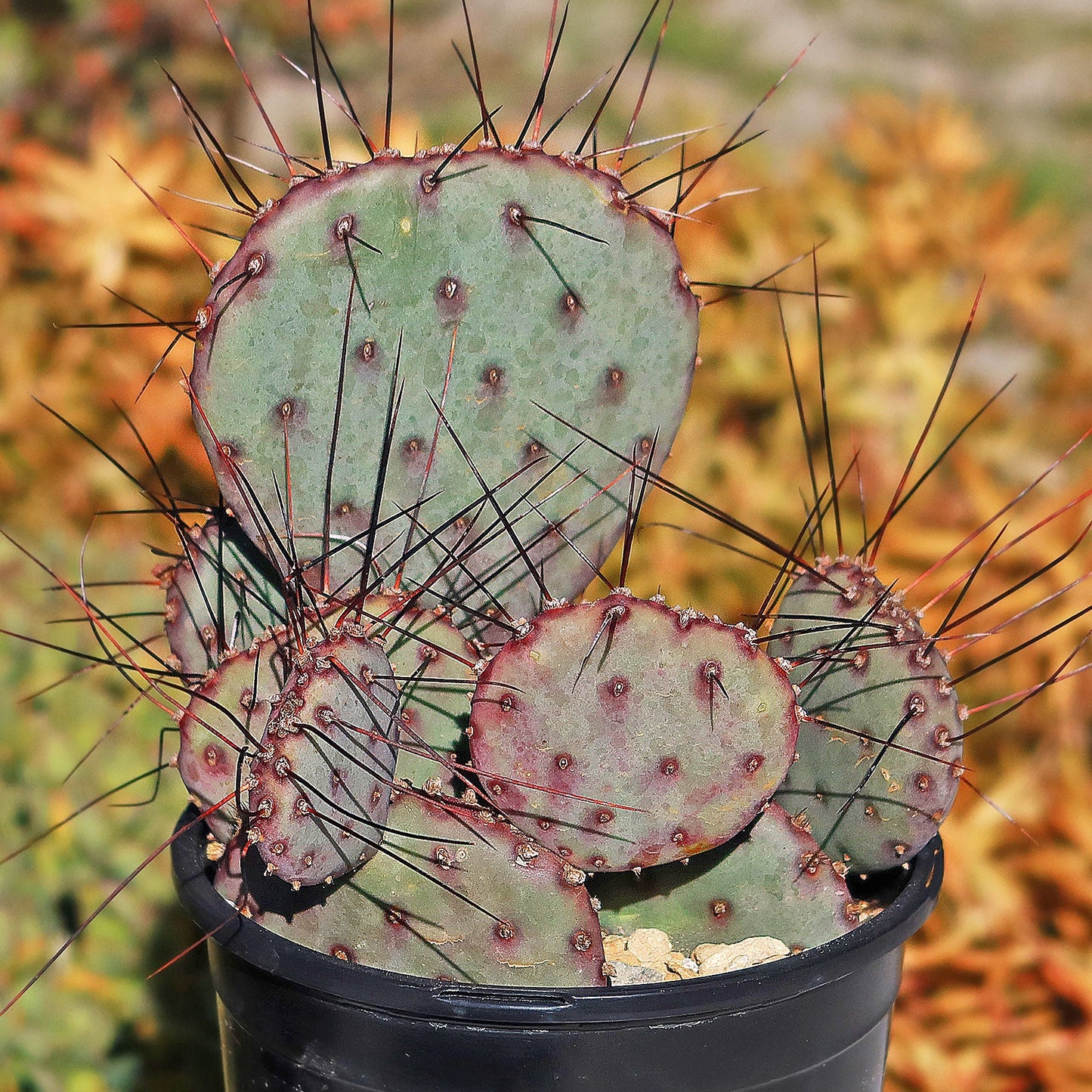 Opuntia 'Amethyst Wave'