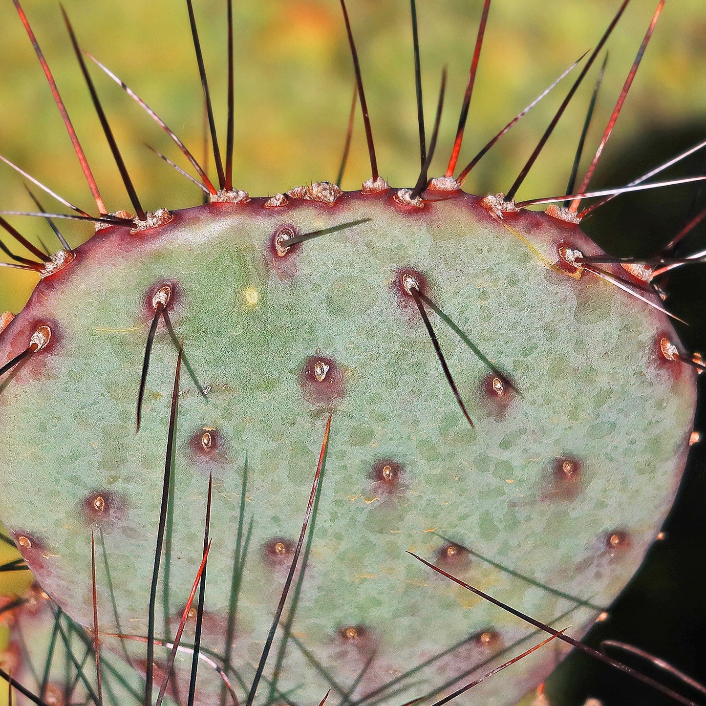 Opuntia 'Amethyst Wave'