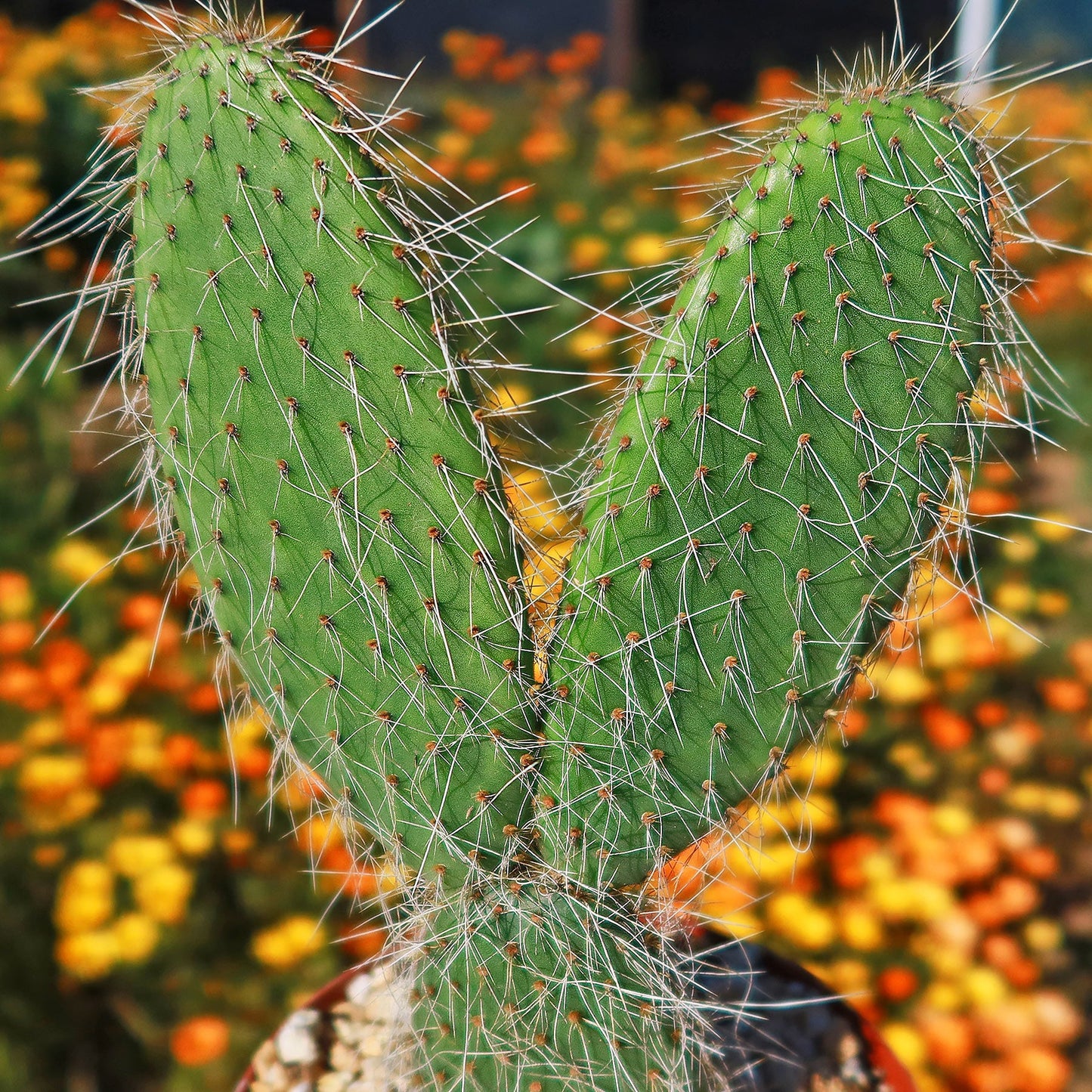 Opuntia pilifera