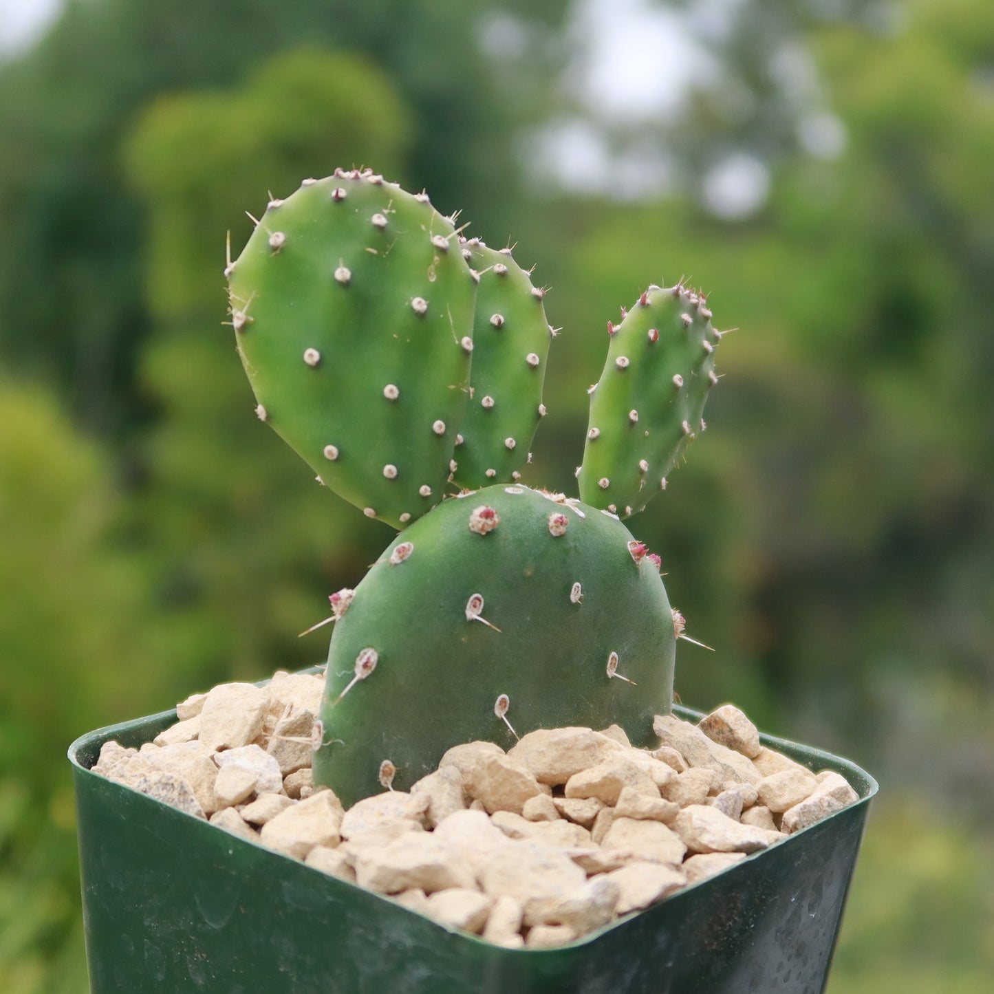 Opuntia quitensis 'Johnson's Hybrid'