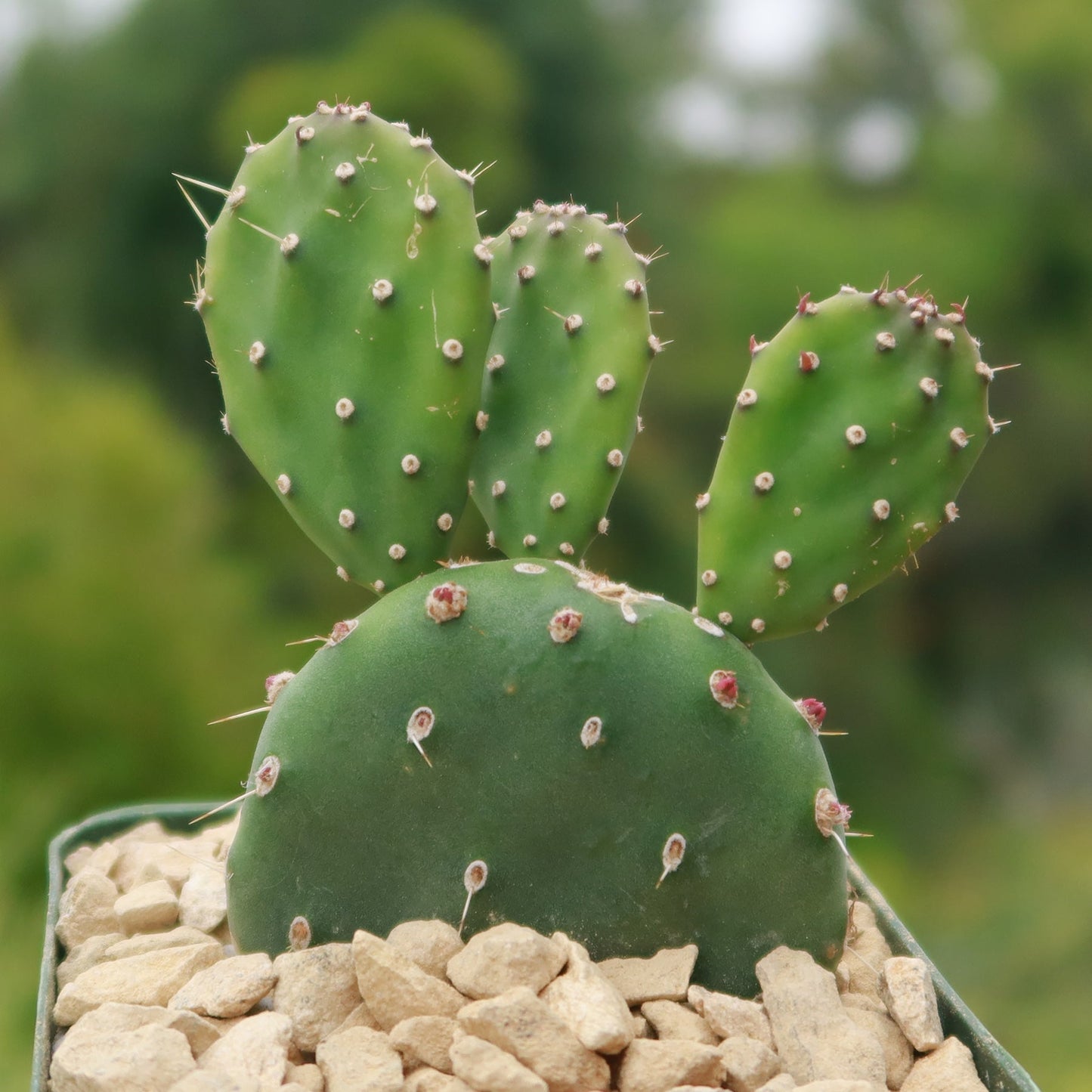 Opuntia quitensis 'Johnson's Hybrid'