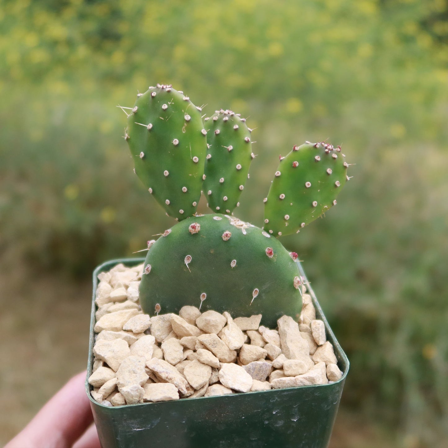 Opuntia quitensis 'Johnson's Hybrid'