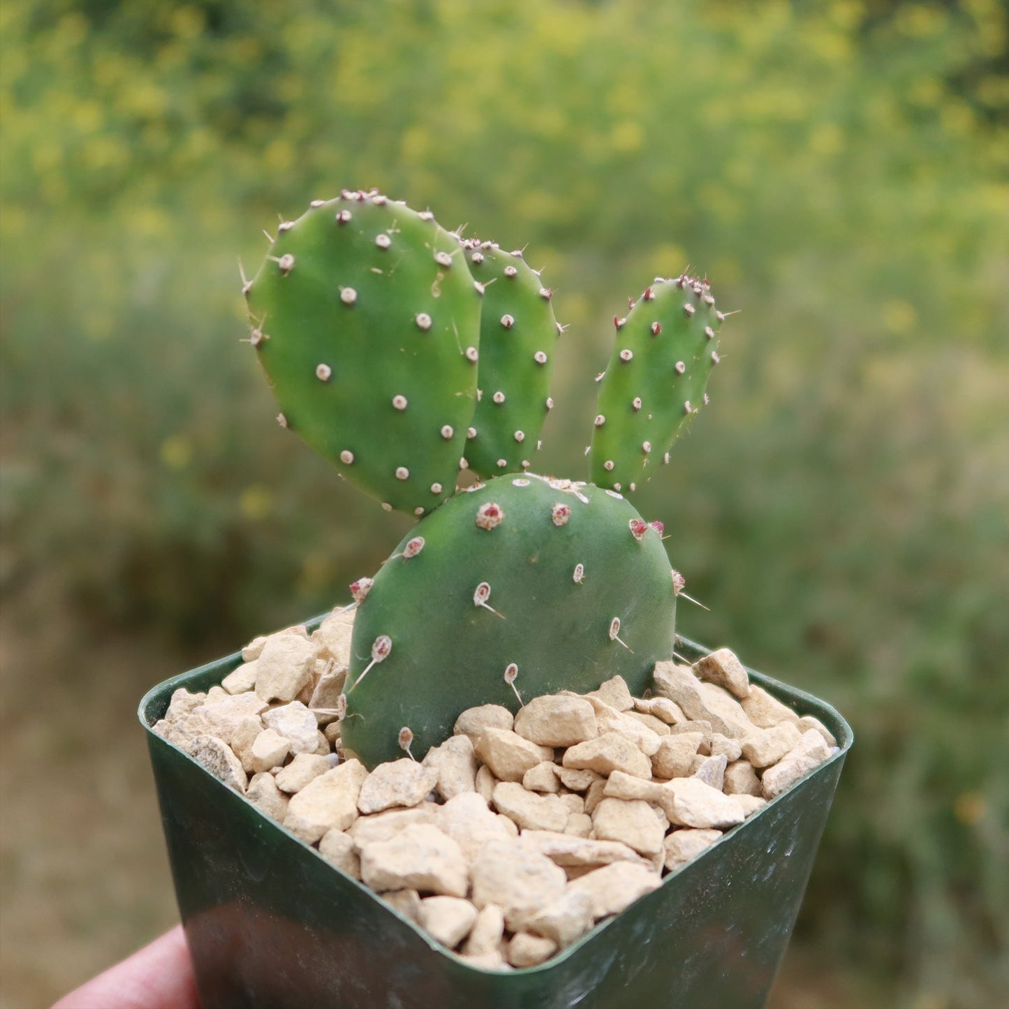 Opuntia quitensis 'Johnson's Hybrid'