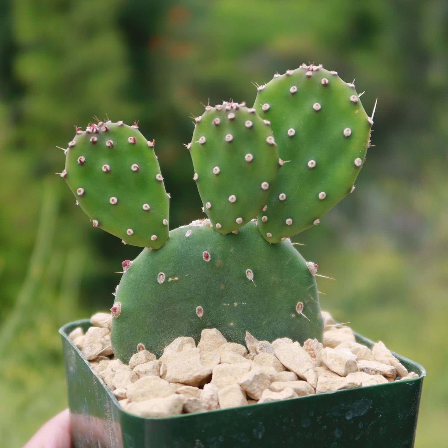 Opuntia quitensis 'Johnson's Hybrid'