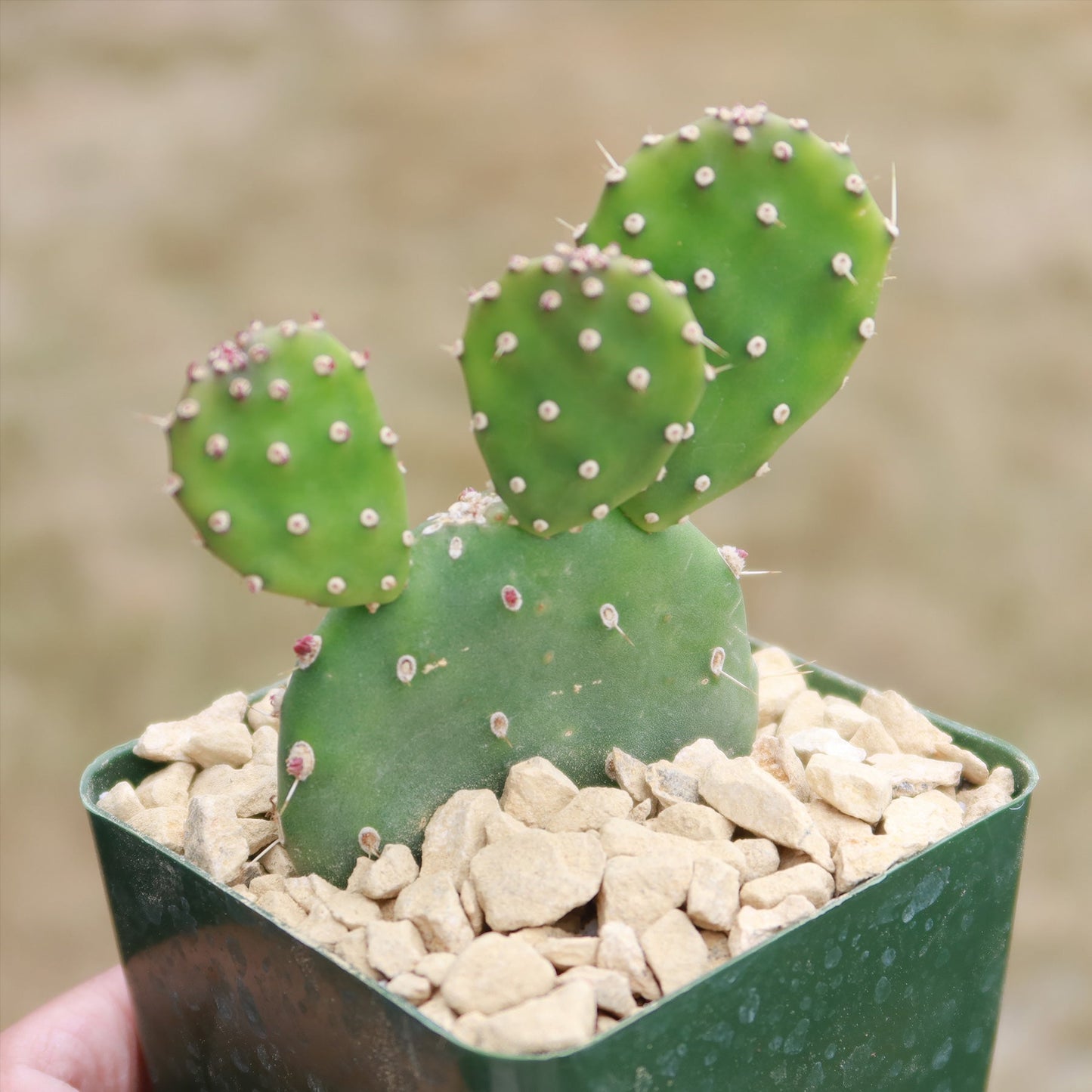 Opuntia quitensis 'Johnson's Hybrid'
