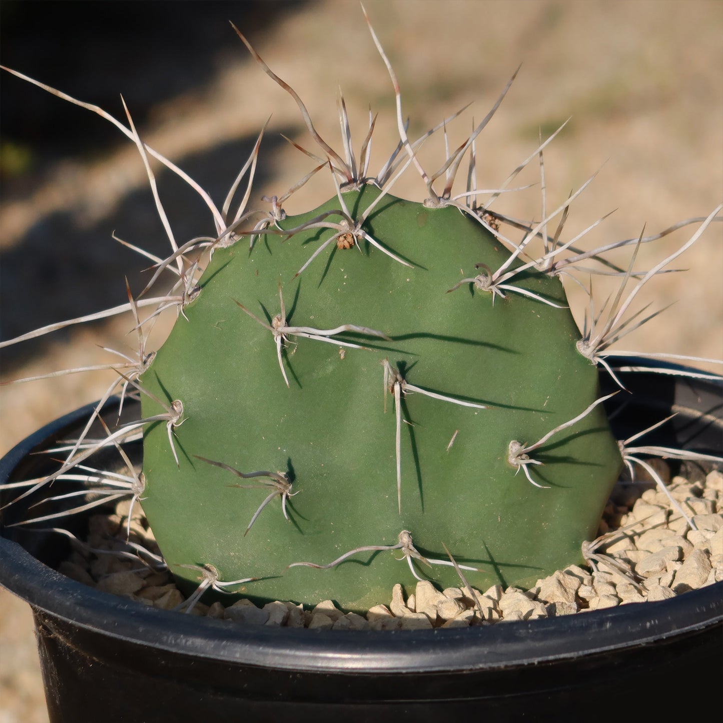 Prickly Pear Cactus 'Opuntia sulphurea'