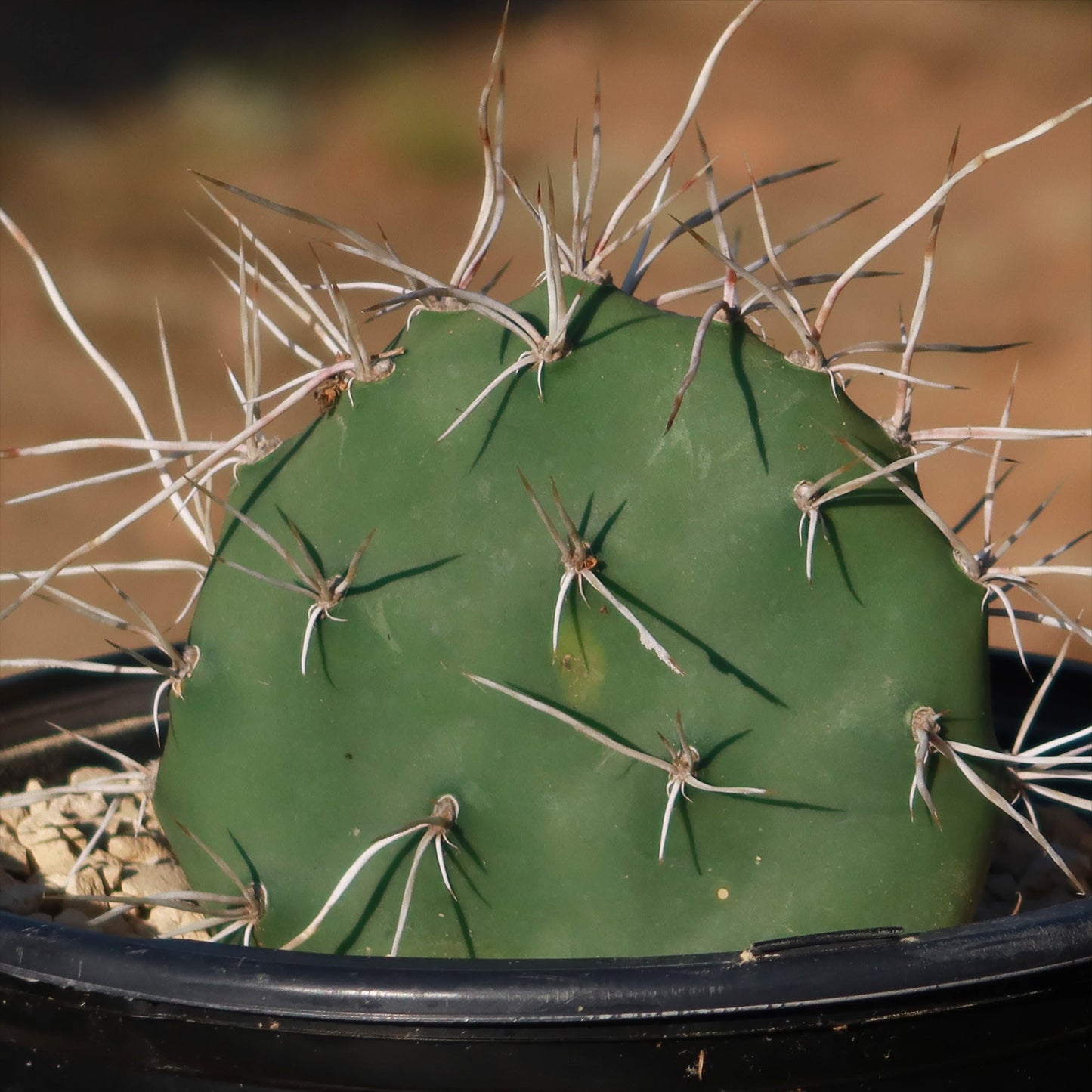 Prickly Pear Cactus 'Opuntia sulphurea'