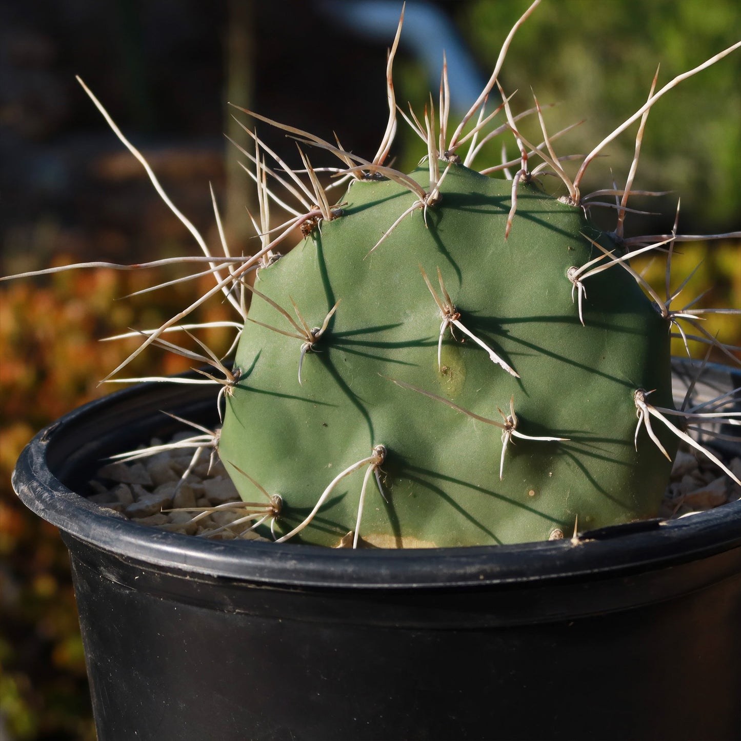 Prickly Pear Cactus 'Opuntia sulphurea'