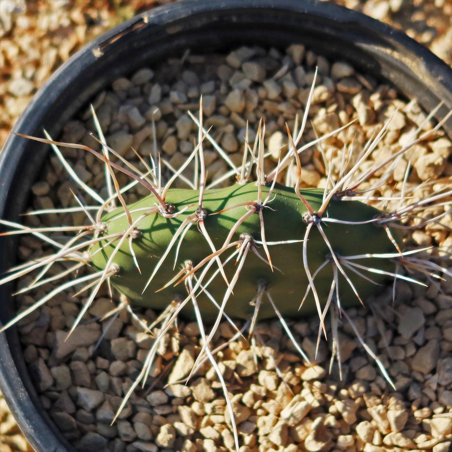 Prickly Pear Cactus 'Opuntia sulphurea'