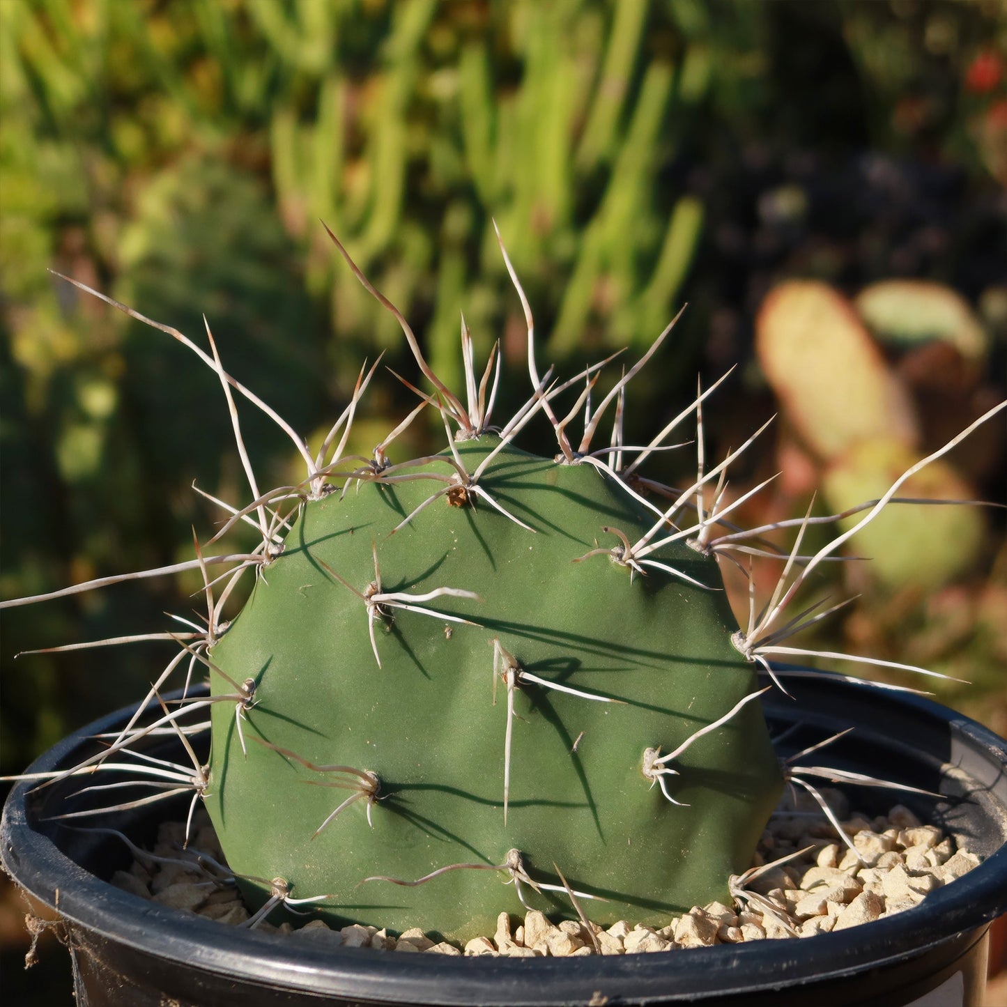 Prickly Pear Cactus 'Opuntia sulphurea'