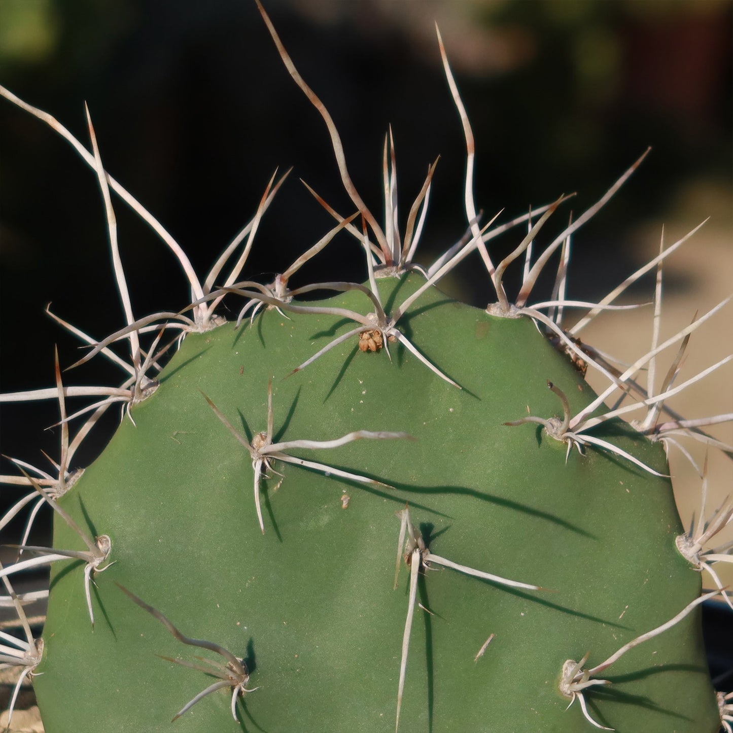 Prickly Pear Cactus 'Opuntia sulphurea'