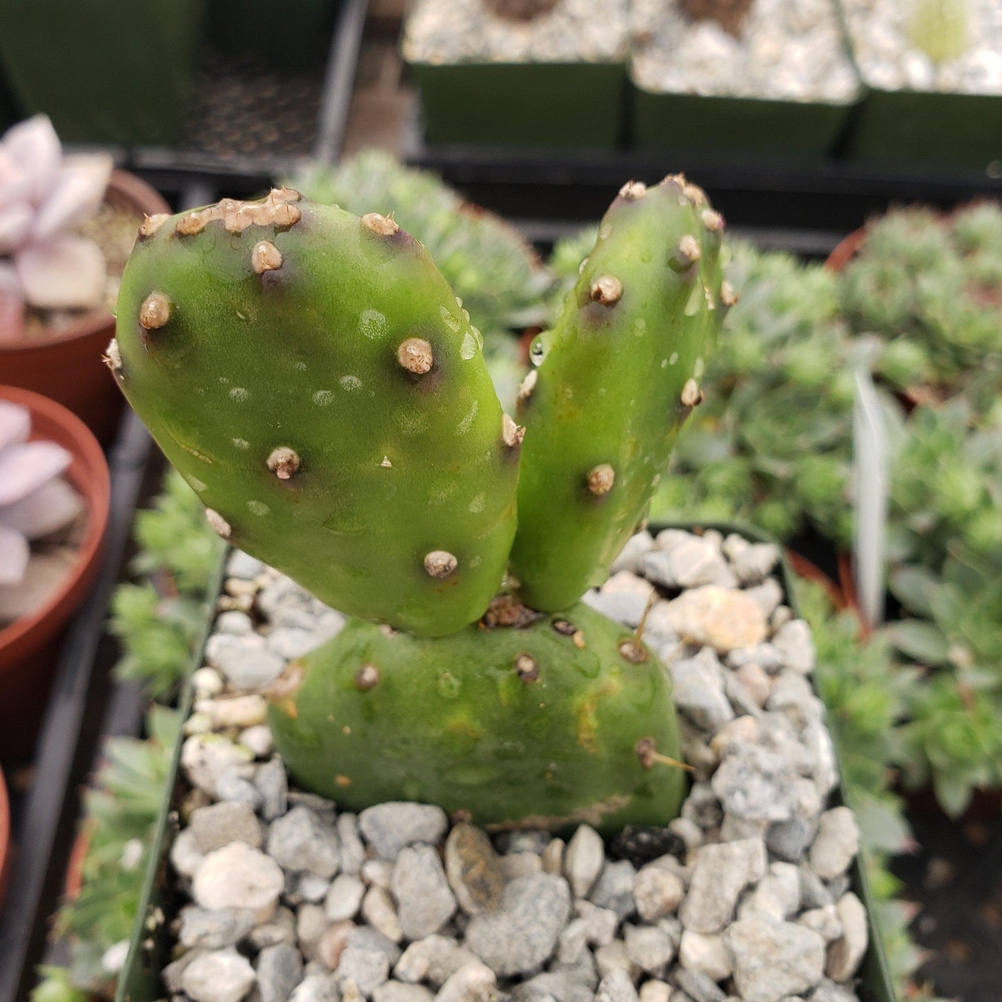 Opuntia canterae elata