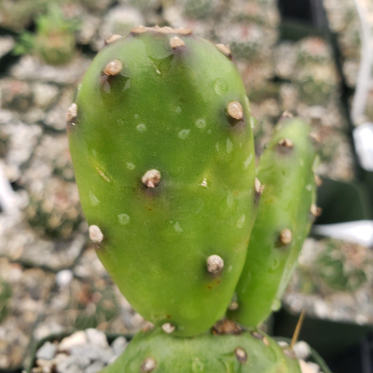 Opuntia canterae elata