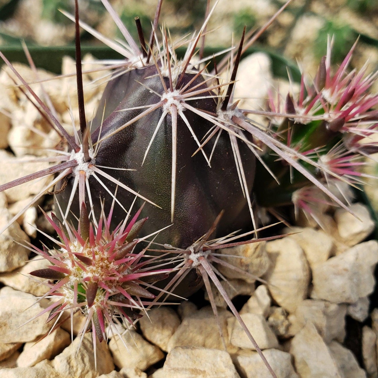 Opuntia invicta