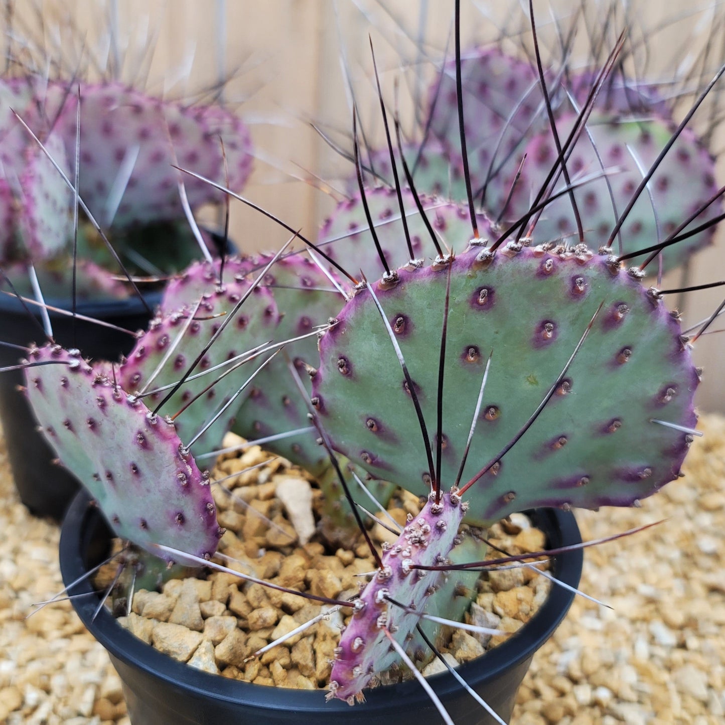 Opuntia macrocentra Large Cluster