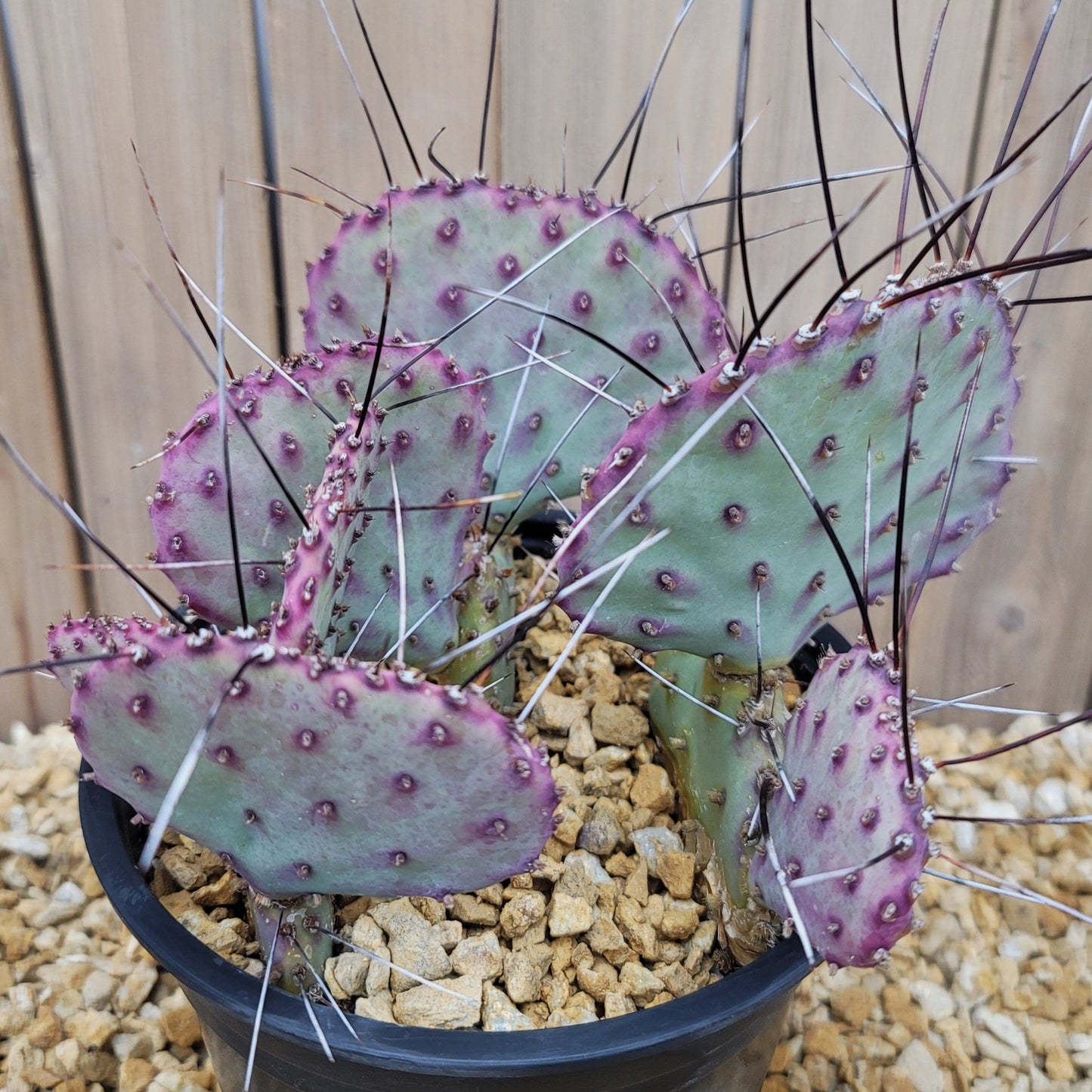 Opuntia macrocentra Large Cluster