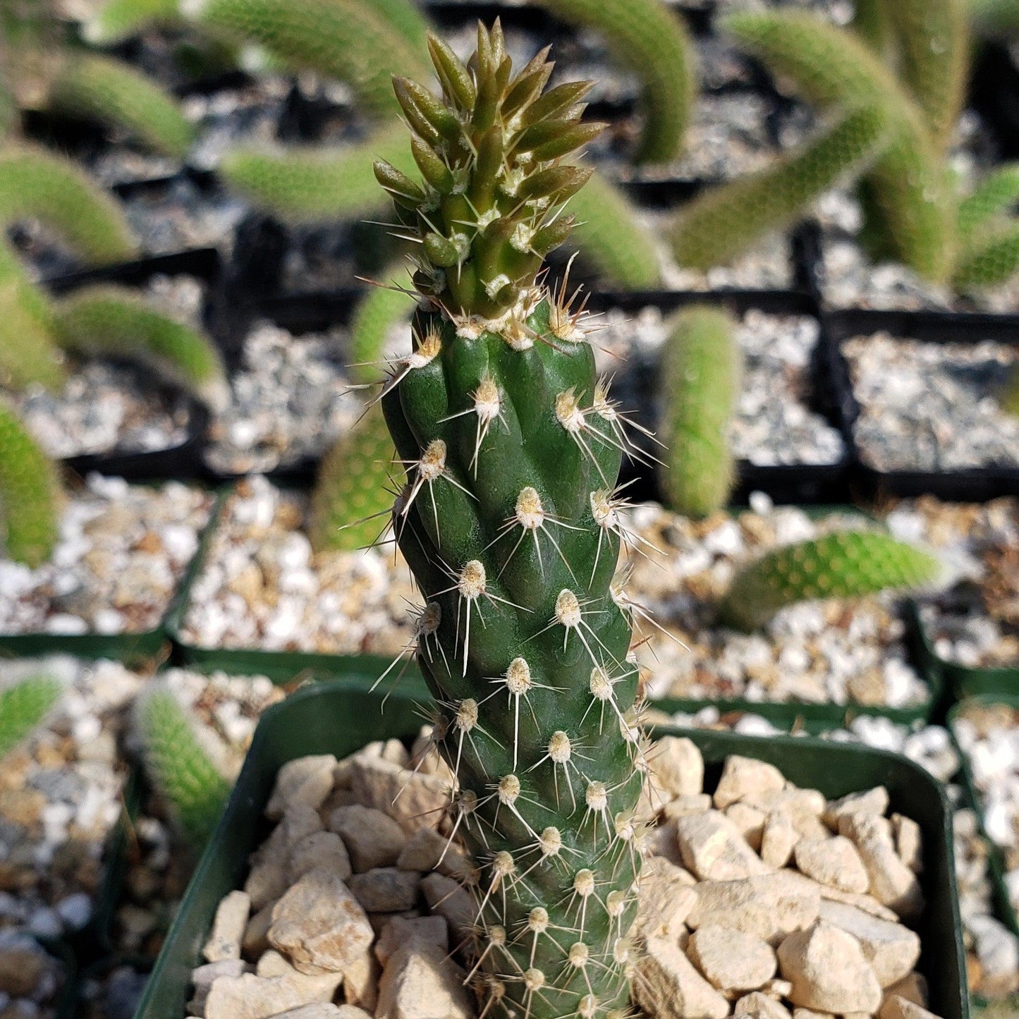 Opuntia parryi serpentina