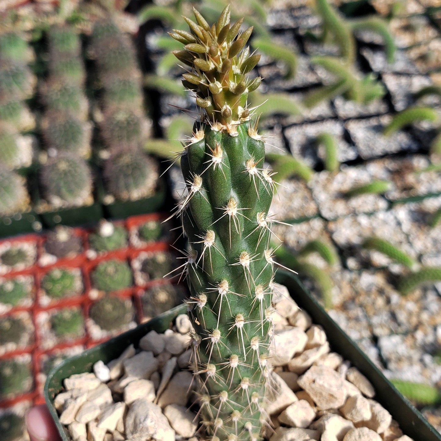 Opuntia parryi serpentina