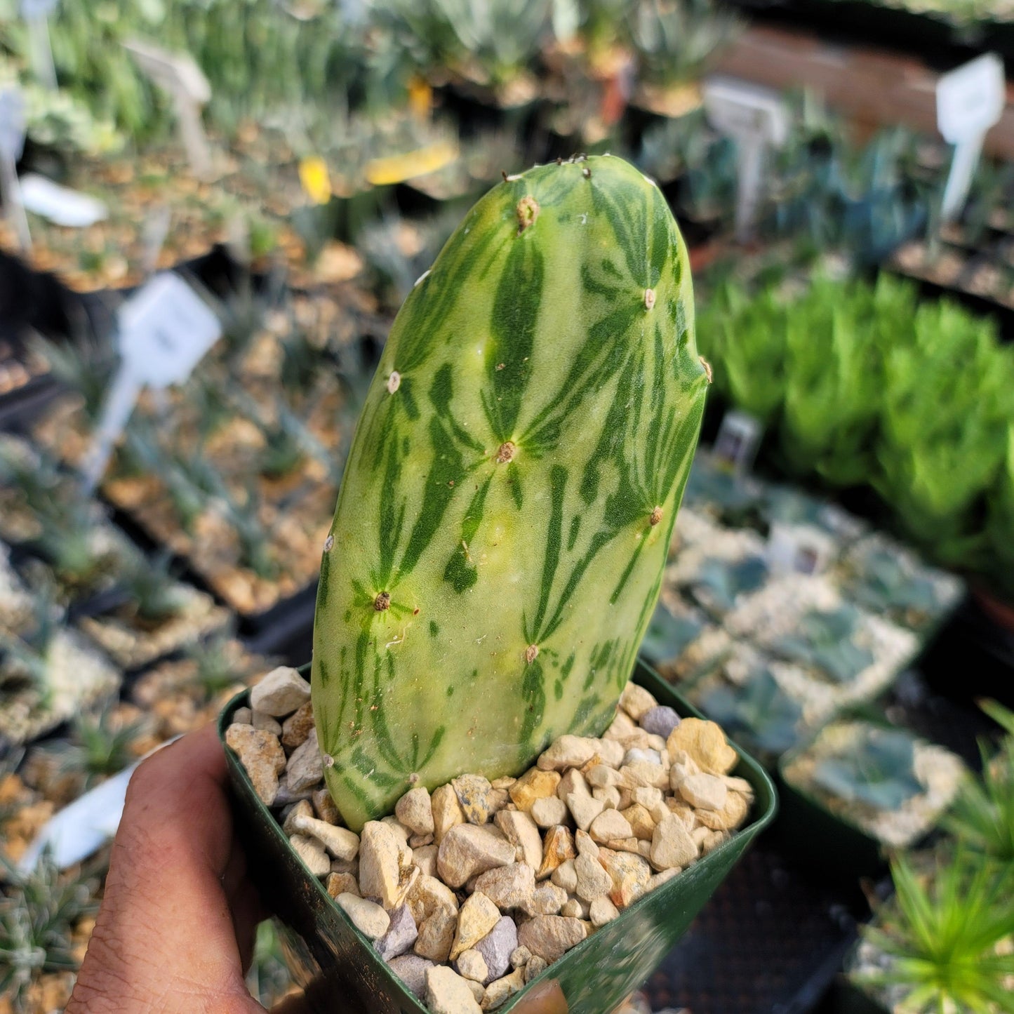 Opuntia Star Dust small