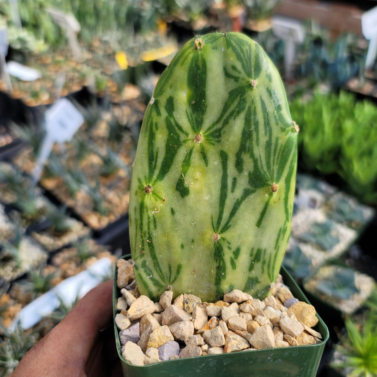 Opuntia Star Dust small