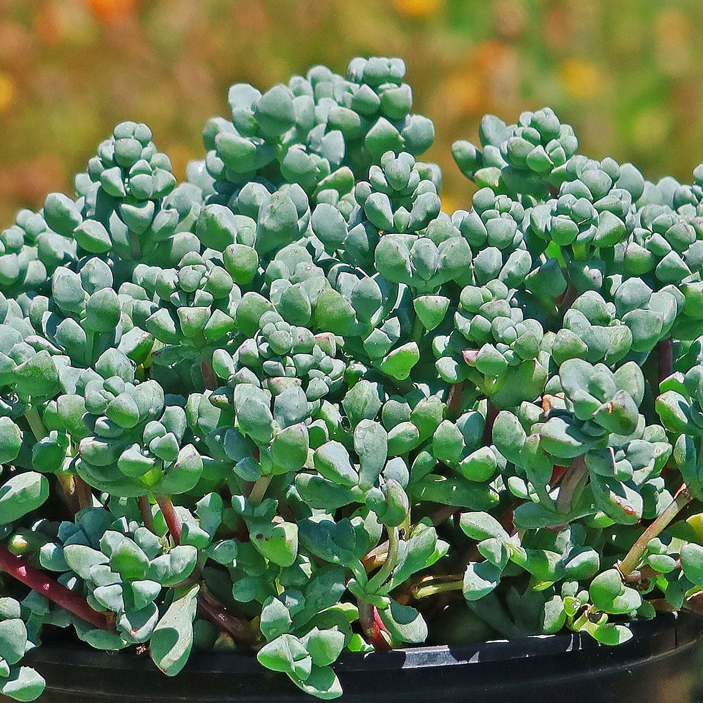 Pink Ice plant Succulent 'Oscularia deltoides'