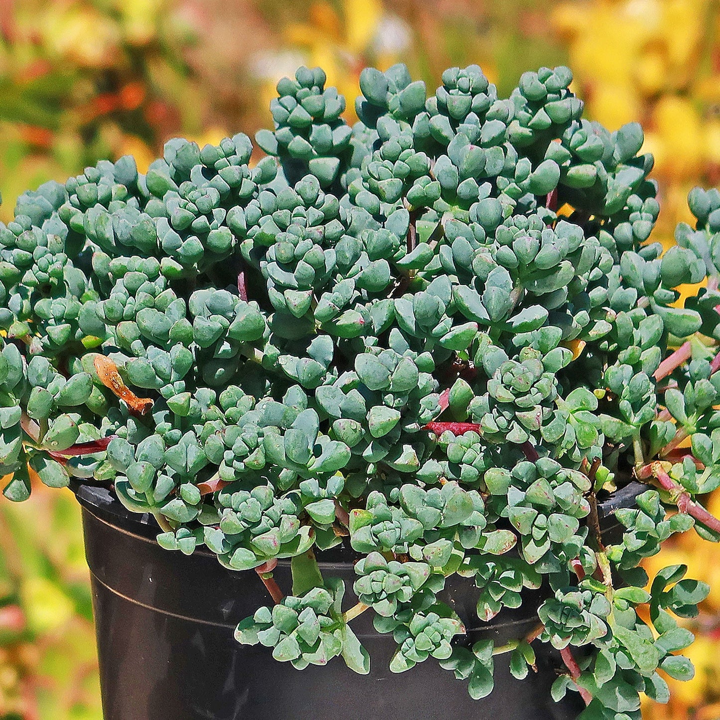 Pink Ice plant Succulent 'Oscularia deltoides'
