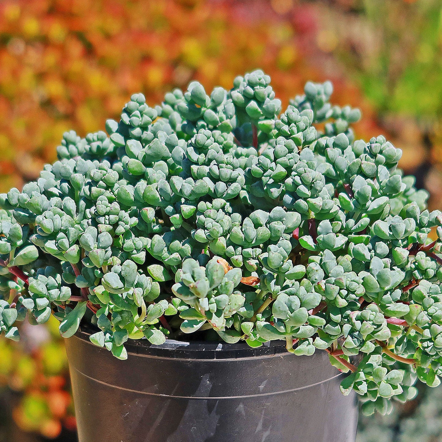 Pink Ice plant Succulent 'Oscularia deltoides'