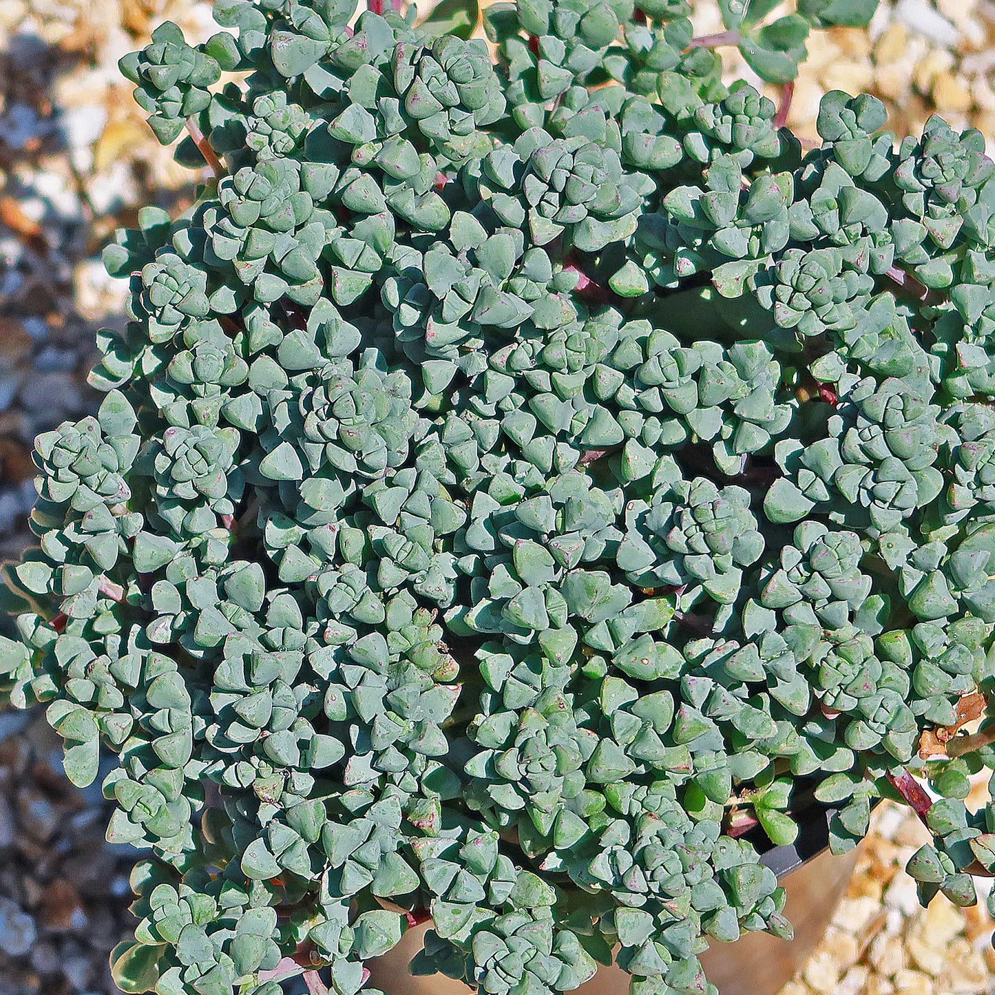 Pink Ice plant Succulent 'Oscularia deltoides'