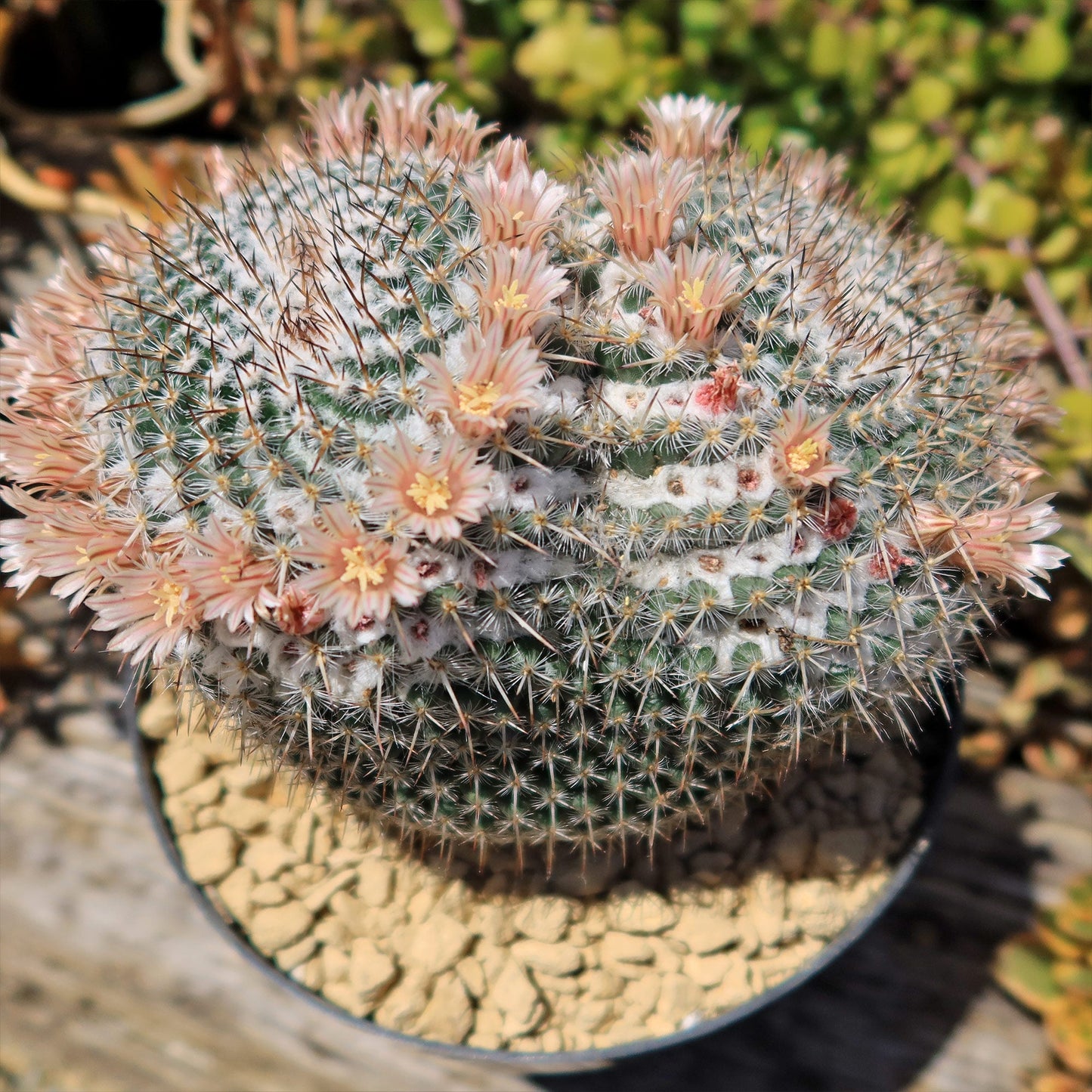 Owl Eye Cactus 'Mammillaria Parkinsonii'